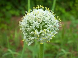 macro photo of flowering onion in the garden