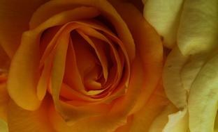 perfect Roses Orange Yellow