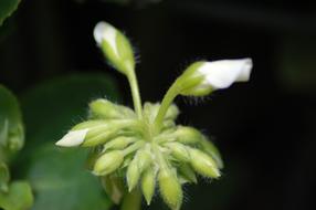 Geranium with white and green Flower Buds
