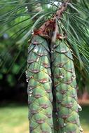 long green pine cones close up
