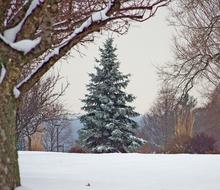 fir tree in park on snowy winter