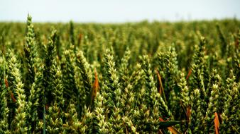 Wheat spikes Green