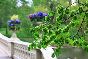 goodly Spring Flowers Colors