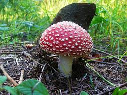 picturesque fly agaric