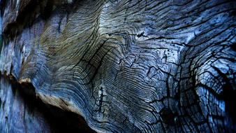 macro photo of a burnt log