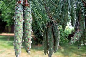 hanging green pine cones