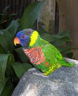 Bright Colorful Parrot green