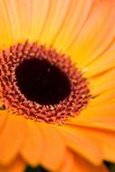 extraordinarily beautiful Flower Orange macro