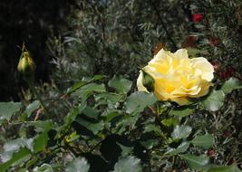 goodly yellow Rose Flower at Spring