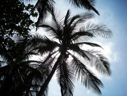 magnificent Palm Coconut Silhouette