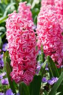Hyacinth Pink flowers