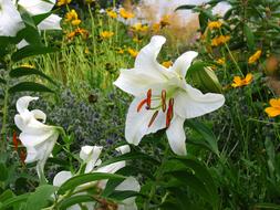 extraordinarily beautiful Flowers Pretty