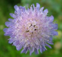Beautiful Symmetrical flower close-up on blurred background