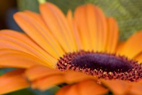 Flower Orange macro detail