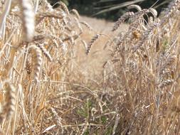 ripe rye on arable land