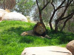 goodly Lion Africa Zoo