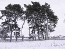 trees among the winter cold landscape