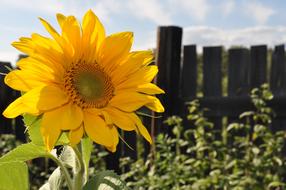 magnificent Sunflowers Summer