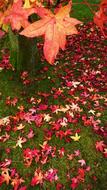red leaves of japanese maple on the lawn