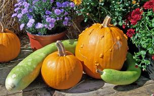 Pumpkins Autumn Fall still life