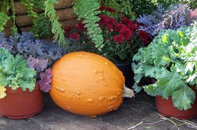 Pumpkin Autumn Fall and flowers