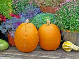 Pumpkins Autumn Fall and flowers