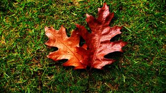 Red Leaves with water Drops on lawn