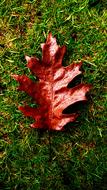 wet autumn leaf on green grass close up