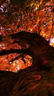 Tree Autumn hot red
