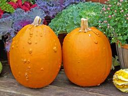 oval pumpkins on a background of colorful greens