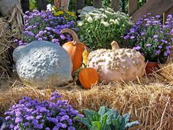 Pumpkins and flowers