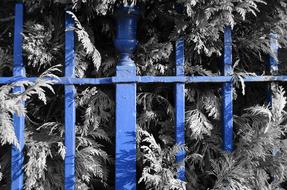 Fence Blue Iron tree