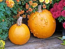 smooth and pimpled pumpkins