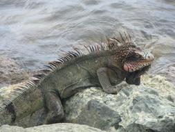 big Iguana Reptile