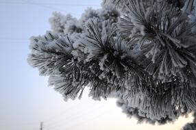 snow on fluffy needles of pine