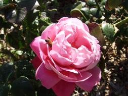 Spring Bee Fertilize flower