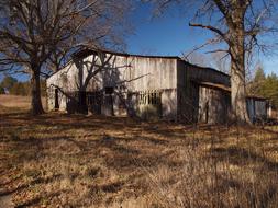 Barn Wood and tree
