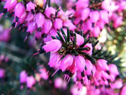 wonderful Violet Spring Flower