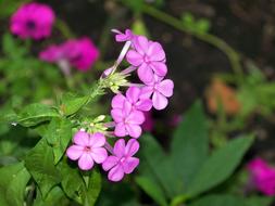 ravishing Phlox Pink High