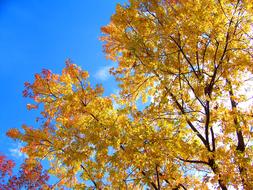 Autumn Fall Leaves tree