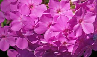 ravishing Phlox Pink