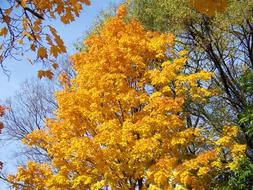 Beautiful and colorful maple leaves in autumn