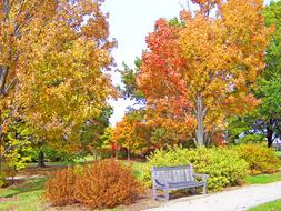 city park in autumn