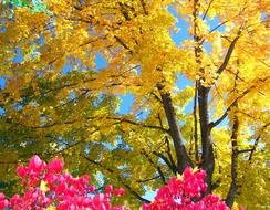 pink flowers on a background of yellow autumn tree