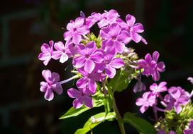 impressively beautiful Pink High Perennial