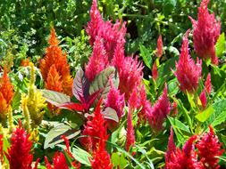 orange, pink and red blooming flowers