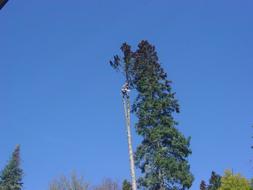 pruner on a tall tree on a sunny day