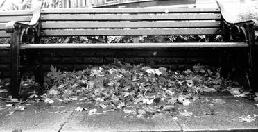 Bench Leaves black and white