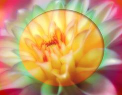 lotus orange drawing