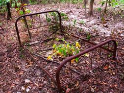 rusty bed frame in the forest